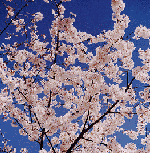 Japanese Cherry blossoms in springtime